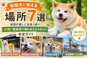 秋田犬に会える場所7選｜大館・秋田市完全ガイド