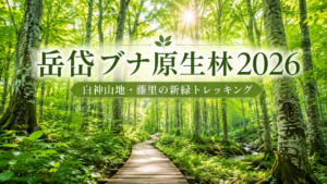岳岱ブナ原生林2026｜白神山地・藤里の新緑トレッキング