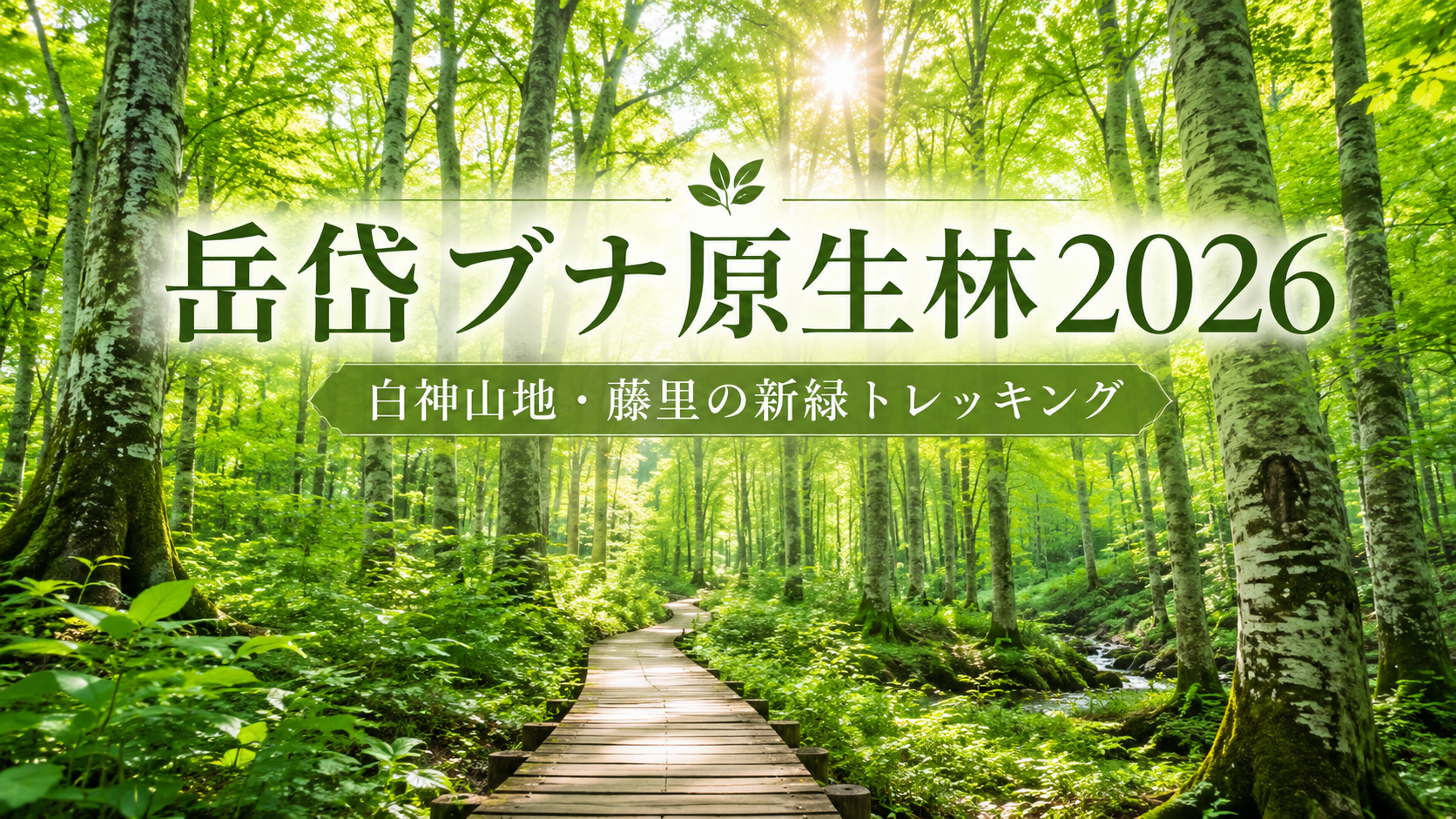 岳岱ブナ原生林2026｜白神山地・藤里の新緑トレッキング