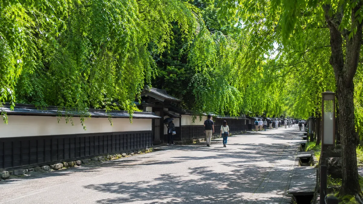 秋田角館武家屋敷通り、夏の深い緑のシダレザクラが作る涼しげな木陰と石畳