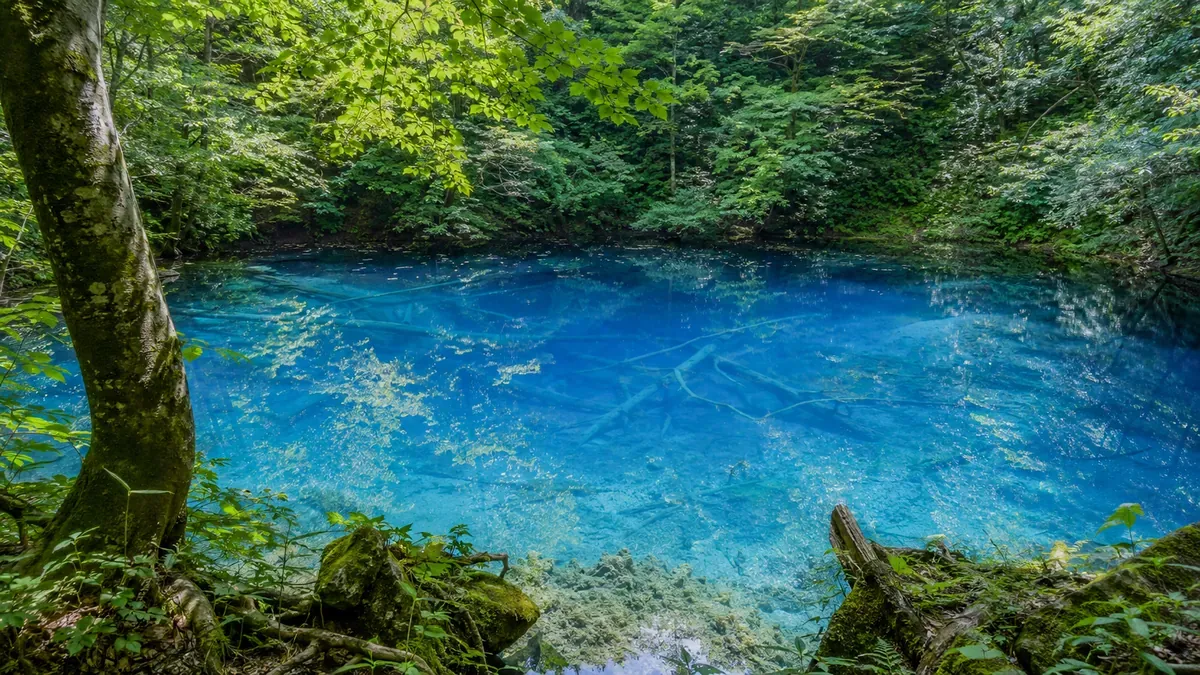 夏の秋田県白神山地の十二湖を代表する、透明度の高いコバルトブルーの青池