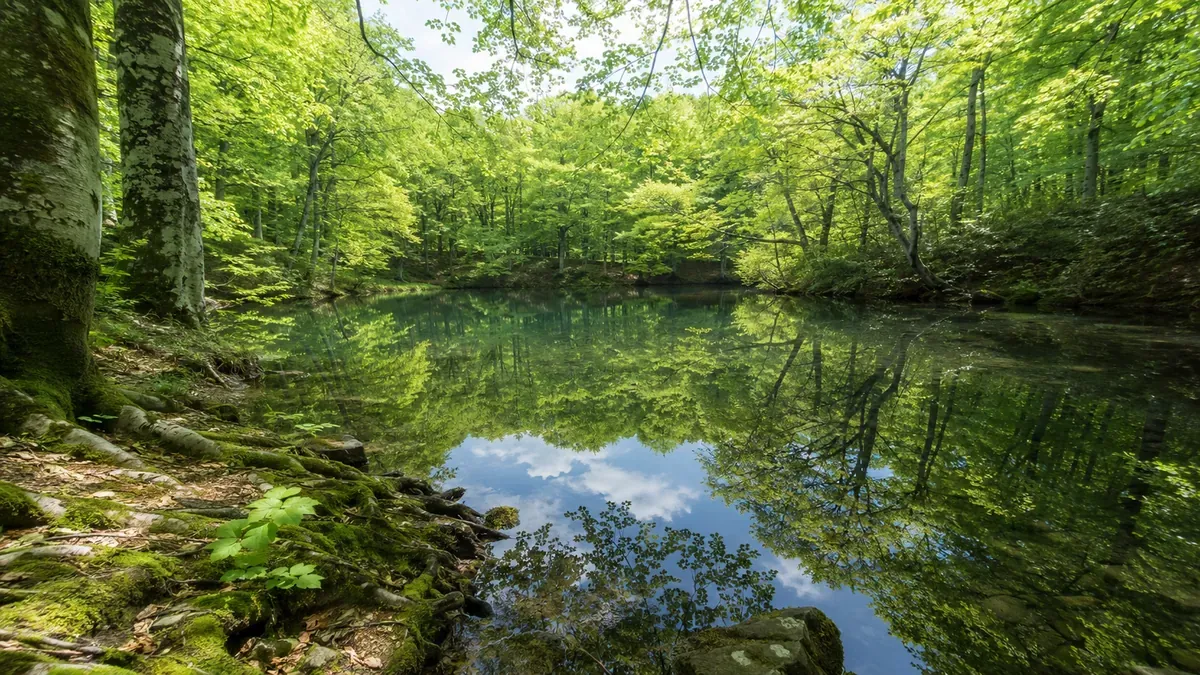 初夏の秋田県白神山地十二湖、新緑のブナ林が湖面に美しく映り込む鶏頭場の池